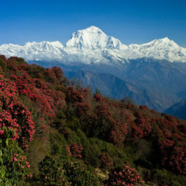 Ghorepani